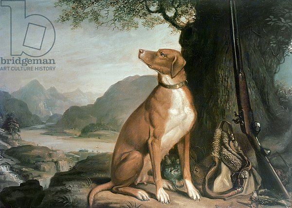 G. M. Johnston's favourite gun dog in a landscape