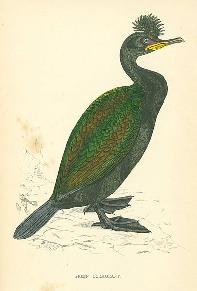 Green Cormorant 1