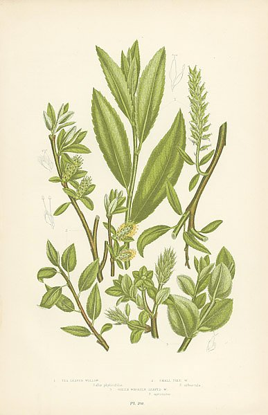 Tea-leaved Willow, Small Tree w., Green Whortle-Leaved w.