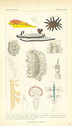 Постер Mollusca №10 1