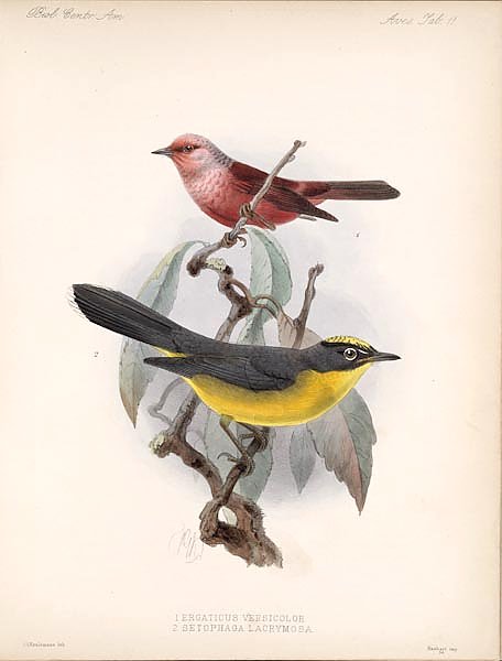 Птицы J. G. Keulemans №12