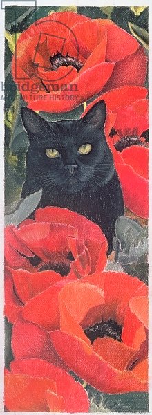 Black Cat with Poppies
