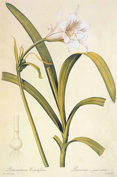 Humenocallis narissiflora