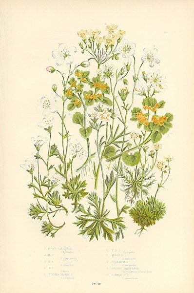 Mossy Saxifrage m.s., Tufted Alpine s., t.a.s., Mossy a.s., Geranium s., Golden Saxifrage, Common g.