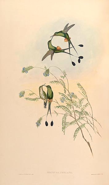 Spathura Peruana