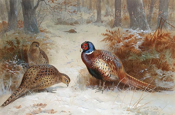 Pheasants foraging in a snowy wood