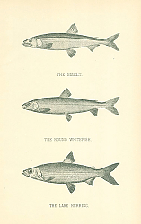Постер The Smelt, The Round Whitefish, The Lake Herring 1