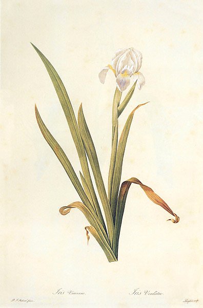 Iris lutescens Lam