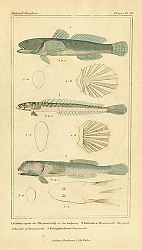 Постер Gobius capito, Gobioides Broussonetii, Periophtalmus Freycinetii