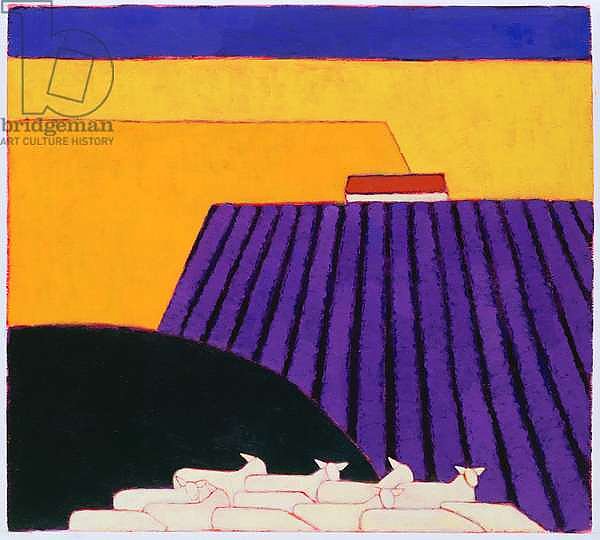 Sheep and Lavender Fields, 2004