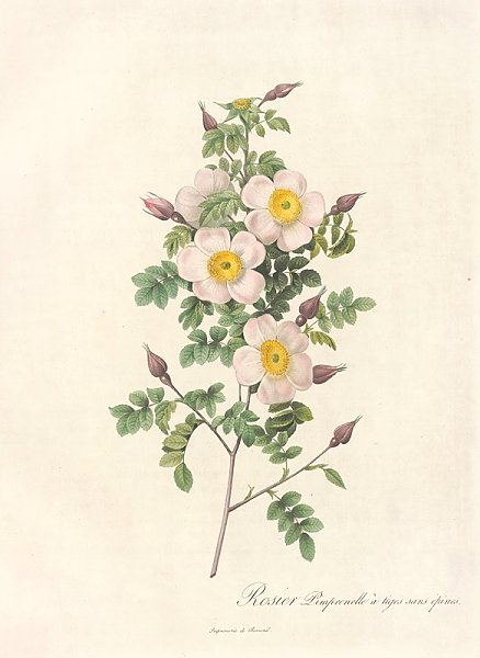 Постер Редюти Пьер Rosa Pimpinellifolia Inermis