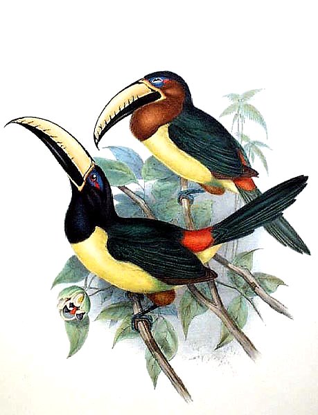 Humboldt's Aracari 2
