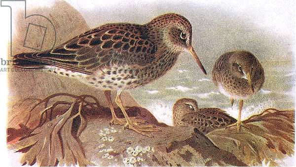 Purple Sandpiper, from Birds of the British Isles and Their Eggs published by Frederick Warne & Co Ltd, 1958