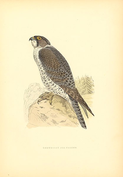 Norwegian Jer-Falcon