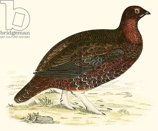 Red Grouse 1