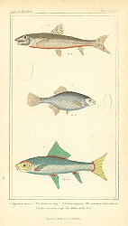 Постер Cyprinus amaras, Gobio vulgaris, Labeo niloticus