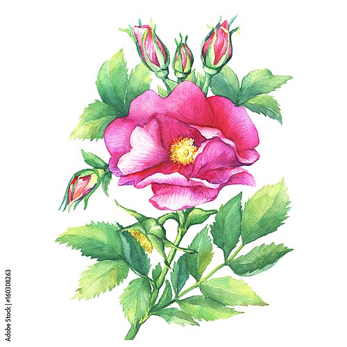 Веточка цветущей дикой розы с бутонами