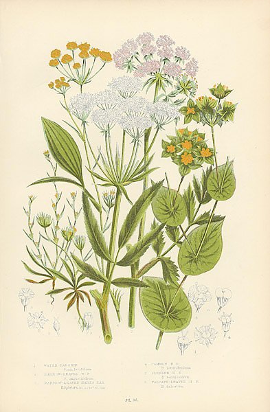 Постер Water-parsnip, Narrow-leaved w.p., Narrow-leaved Hares ear, Common h.e., Slender h. e., Falcate-leav
