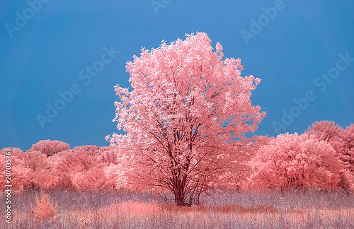 Розовая прерия с большим деревом