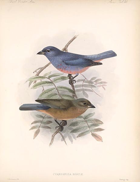 Птицы J. G. Keulemans №27