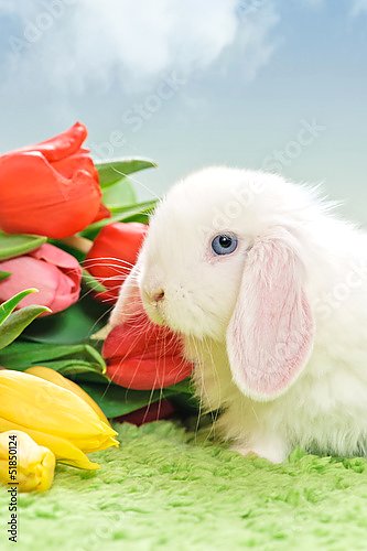 Белый кролик и букет тюльпанов