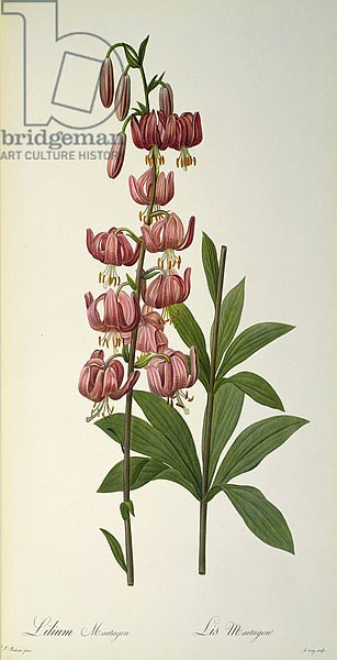 Lilium Martagon, from `Les Liliacees, 1806