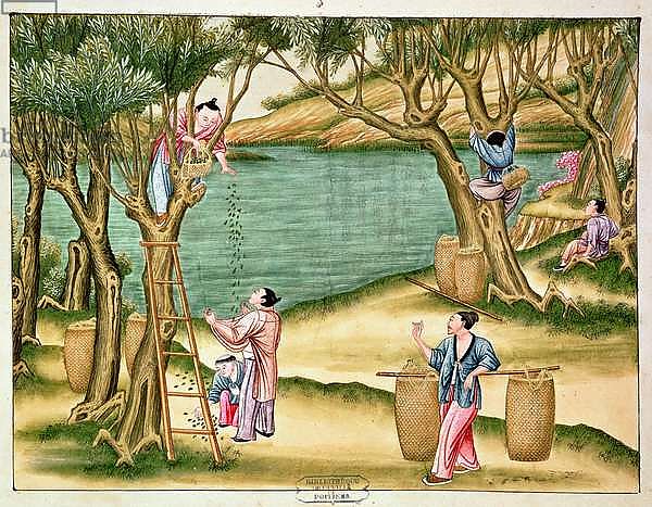 Collecting mulberries, from a book on the silk industry