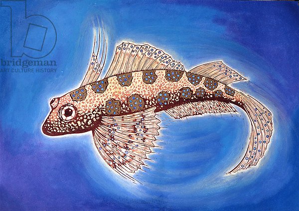 Dragonet Fish, 1999