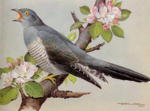 British Birds - Cuckoo
