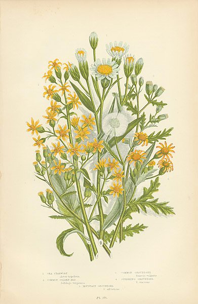 Постер Sea Starwort, Common Golden Rod, Common Groundsel, Stinking Groundsel