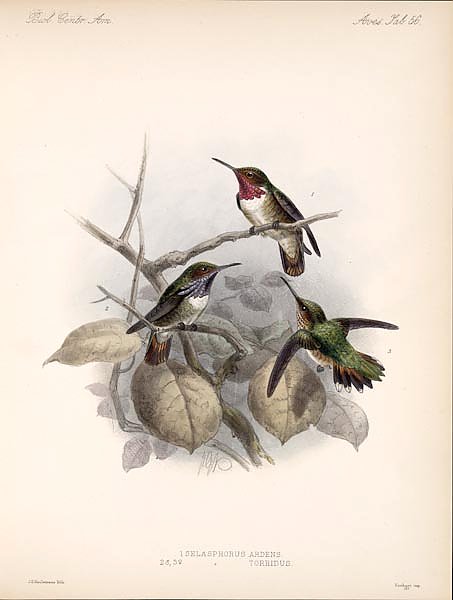 Птицы J. G. Keulemans №59