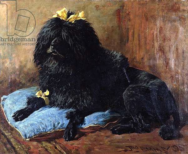 A Black Standard Poodle on a blue cushion, 1895
