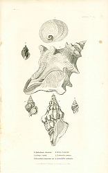 Постер Cryptostoma Javanica, Cyllene Owenii, Fasciolaria trapezium, Triton Nafsoides, Turbenella ceratus, Columbella suluralis 1