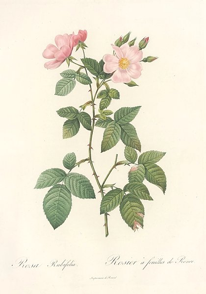 Постер Редюти Пьер Rosa Rubifolia