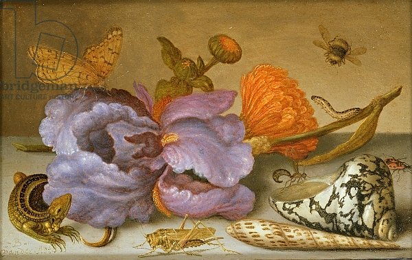 Still life depicting flowers, shells and insects