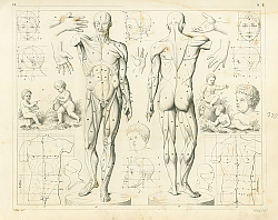 Постер Iconographic Encyclopedia: пропорции тела и мышцы 1