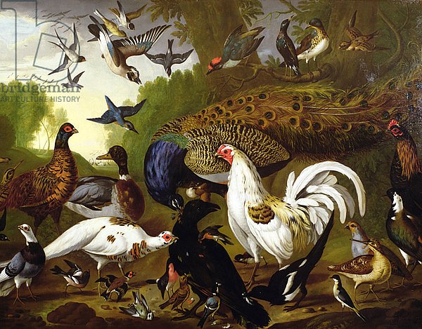 The Fable of the Raven with a Peacock, Cockerel, Woodpecker, Jay, Woodcock, and Magpie