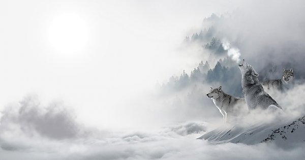 Волчья стая в зимнем лесу