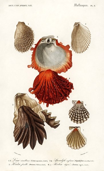 Разные виды раковин моллюсков 4