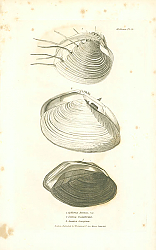 Постер Cytherea Dronea, Tellina Guildfordiae, Anadon Georginae 1