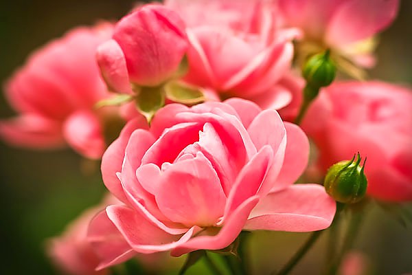 Нежные розовые бутоны цветов