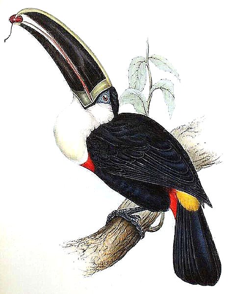 Cuvier's Toucan
