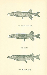 Постер The Chain Pickerel, The Pike, The Mascalonge 1