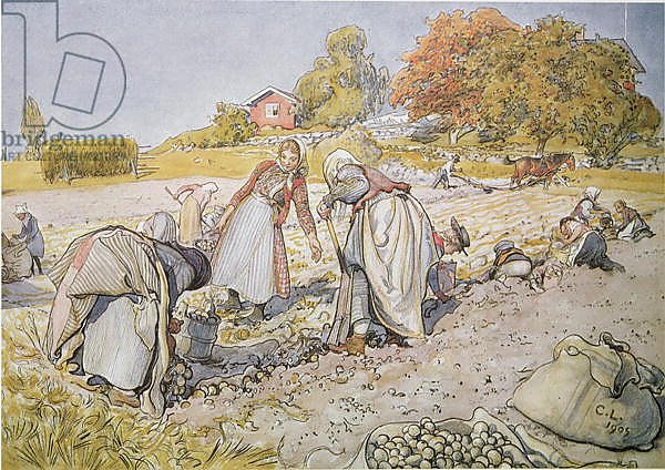 Digging Potatoes, 1905