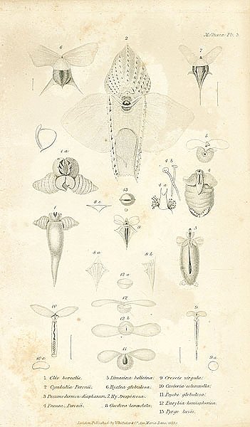 Mollusca №11 3