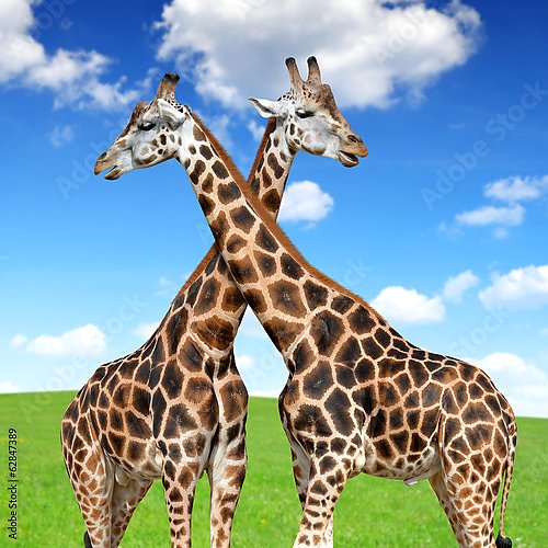 Два жирафа 1