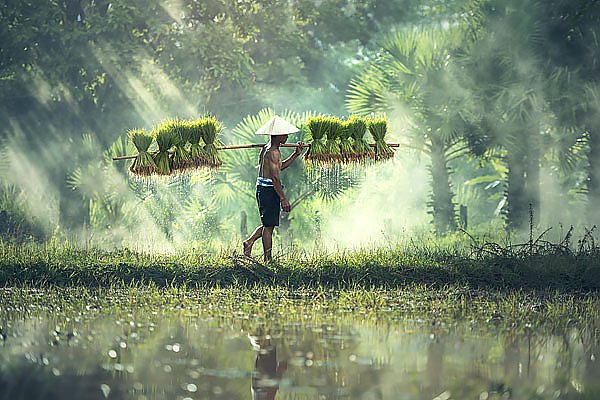 Вьетнамский сборщик урожая