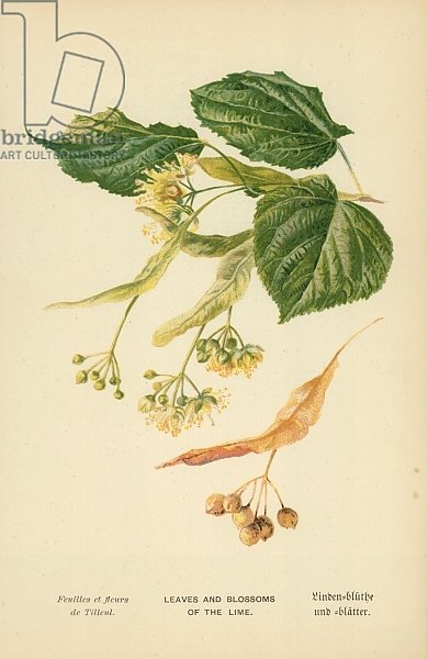 Leaves and Blossoms of the Lime