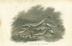Постер Group of Fish