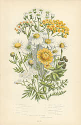 Постер Sea Chamomille, Ox-eye c., Corn c., Stinking c., Sneeze-wort Yarrow, Dotted-leaved y., Common-milfol 1
